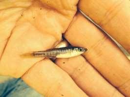 Migratory Fish Benefits Improving water quality helps migratory fish Western Banded Killifish Endangered in Ohio No listing in Michigan Orangethroat Darter