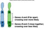 generation every 4 weeks) - demonstrated gene linkage: Mendelian genetics would produce: 1 : 1