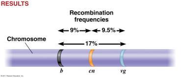 Estimating Recombination and Distance Between Genes Estimating Recombination and Distance Between Genes Two types of gametes are possible when following genes on the same chromosomes.