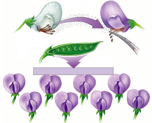 Mendel s Work (do not copy into notes, but understand) Parent generation (P): White plant x Purple plant First generation (F 1 ): Produced all purple plants F = filial Second generation (F 2 ): Self
