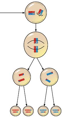 Law of Independent Assortment Which stage of meiosis creates the law of