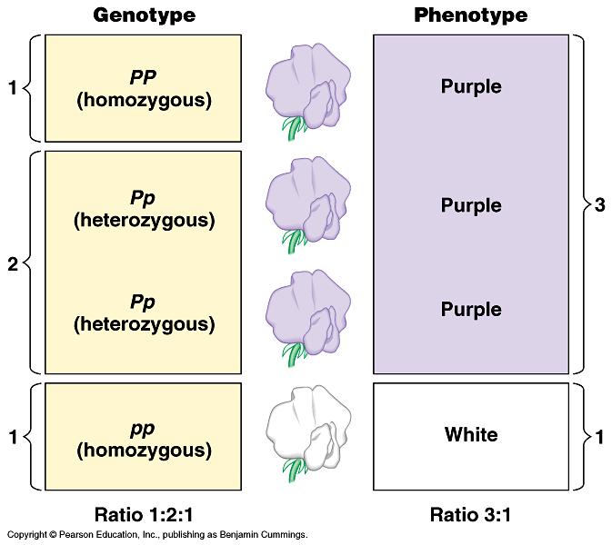 Genotypes:! Homozygous = same alleles = PP, pp!