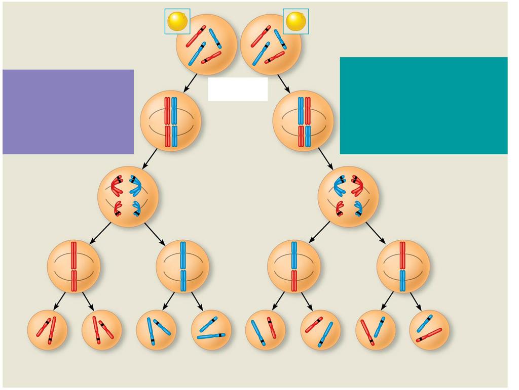 P 1 Generation LAW OF SEGREGATION: The two alleles for each gene (homologous chromosomes) separate independently during Anaphase I. e.g. each gamete has a 50:50 chance of receiving one of two alleles.