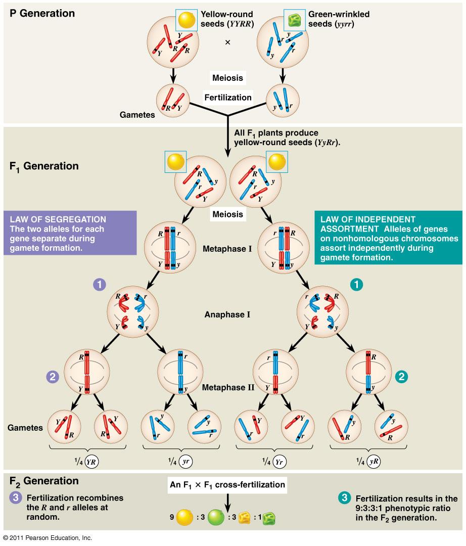 c. Inheritance of genes on chromosomes (dihybrid cross)