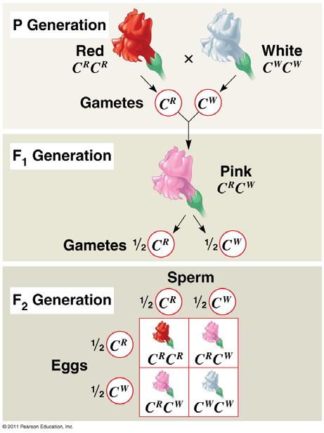 Summary of Mendelian Genetics: Cross Ratio Monohybrid 3 expressing dominant phenotype:1 expressing recessive phenotype Dihybrid 9 expressing BOTH dominant phenotypes 3 expressing one dominant and one