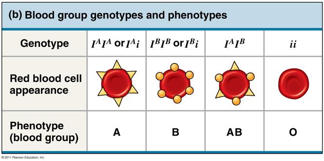 Multiple Alleles alleles determine a phenotype Any one individual will possess only of the multiple alleles Key will use a letter and the allele will be expressed as a superscript Example: Human