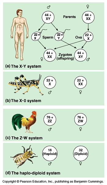 Males will have only allele for the trait.(hemizygous) Males need only recessive allele at that locus to express the trait. Hybrid female is a.