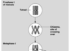 CROSS-OVER produces RECOMBINANT CHROMOSOMES, contributing to GENETIC