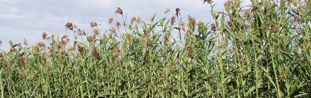 IS ETHANOL FROM SWEET SORGHUM The crop shown here was being grown in West Central,
