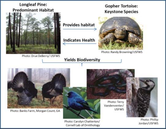 Pre-compliance Markets: Gopher Tortoise Metric American Forest Foundation and World Resources Institute partnered to develop a voluntary conservation banking system