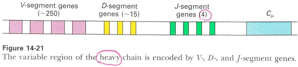 Genes encoding heavy chains are present on chromosome 14 The variable gene