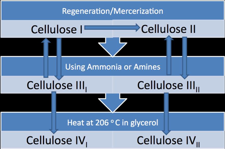 11 Figure 1.2 Interconversion of polymorphs of cellulose. Cellulose I, is native or natural cellulose.