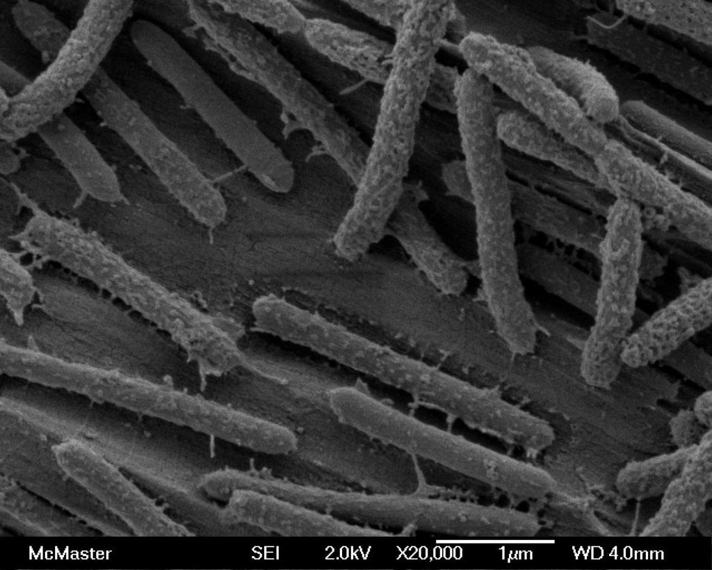 thermocellum on purified cellulose fibers derived