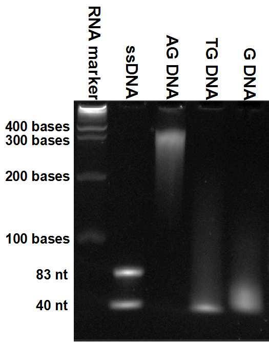 Fig. S1 Denaturing 8% PAGE analysis of the DNA synthesized by TdT.