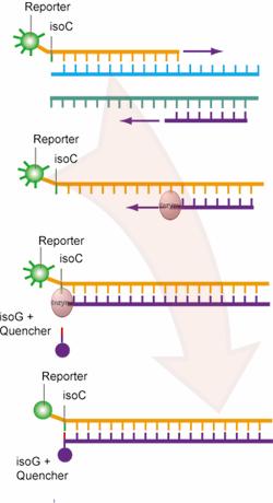 Use of IsoG and IsoC in Real-Time PCR Two primer method One standard primer One primer modified with iso-dc base and a fluorophore at 5