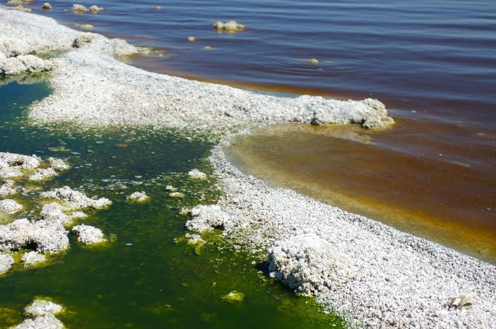 The Salton Sea has seen an large amount of nutrient pollution from excess fertilizer that has