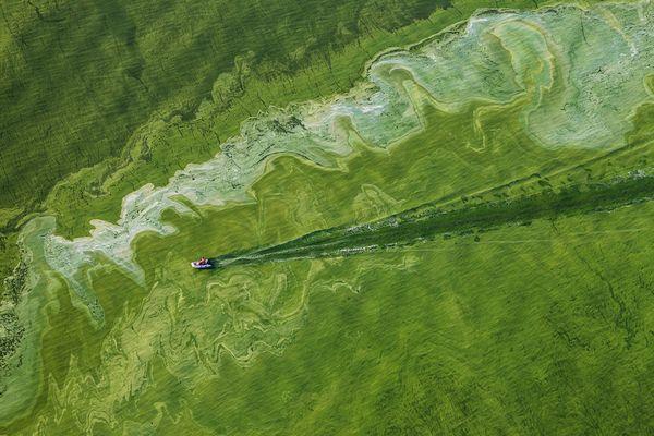 Algae blooms caused by eutrophication block sunlight from reaching underwater plants. As the plants die, the dissolved oxygen (DO) levels of the water decline.