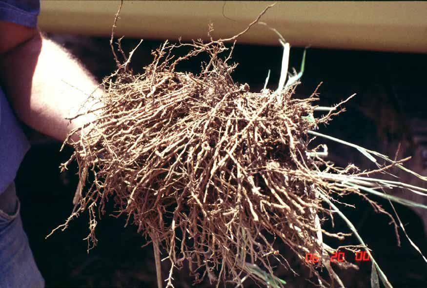 Switchgrass (Panicum virgatum) roots
