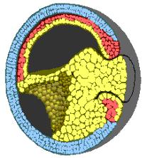 Gastrulation (gut formation) is initiated by the formation of the dorsal blastopore lip