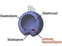 blastula to form a 3-