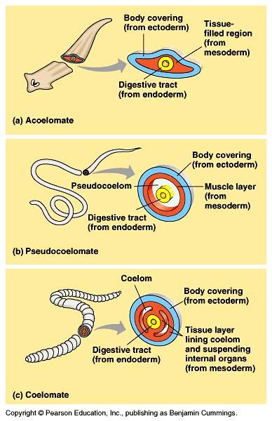 roundworms, nematodes Coelomates