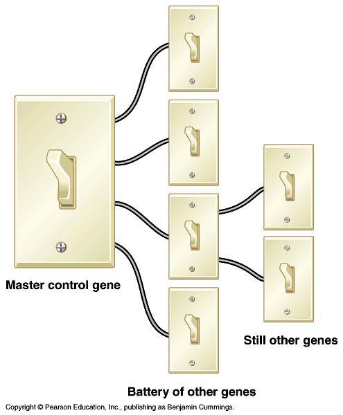 Master control genes Homeotic genes master regulatory genes in flies these genes identify body segments &