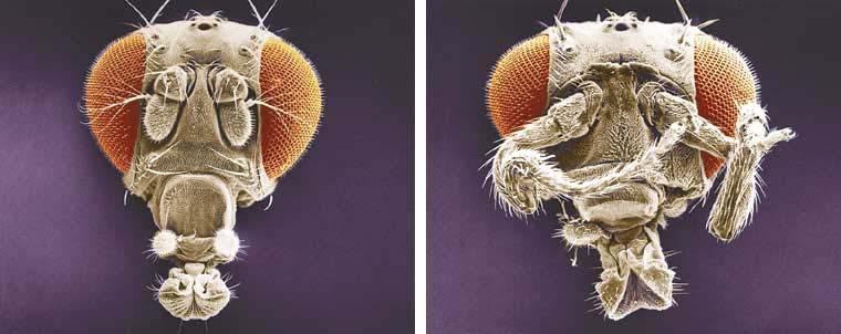 Mutations to homeotic genes produce flies with such strange traits as legs growing from the head in place of