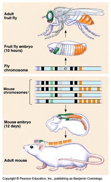 Homeobox DNA Master control genes evolved early Conserved for hundreds of millions of years Homologous homeobox genes in fruit flies & vertebrates kept their chromosomal arrangement Evolutionary