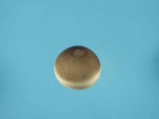 Cleavage of Xenopus laevis fertilized egg View