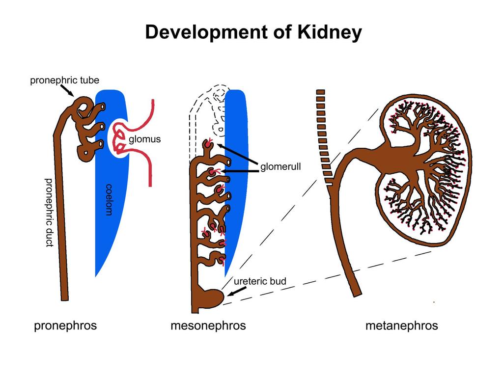 Kidney development pronephros (1 nephron) tadpole mesonephros (30