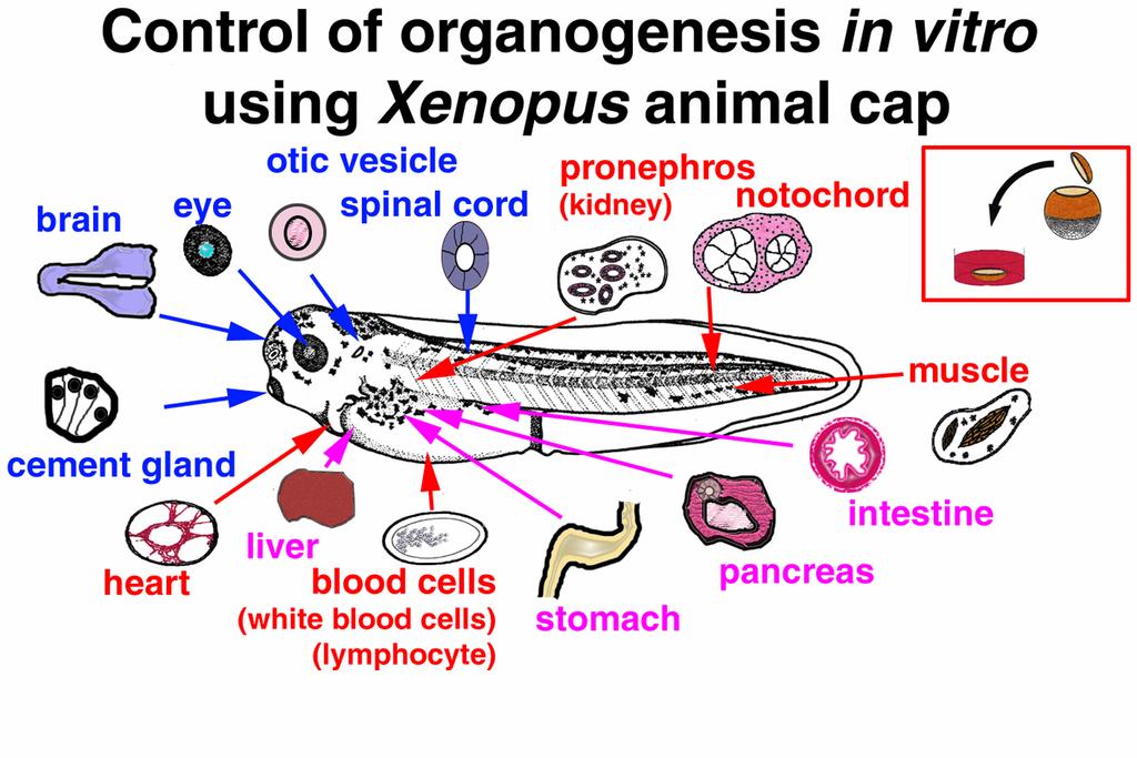 Organs and tissues developed from undifferentiated xenopus cell (animal cap) in vitro (at Asashima Lab.