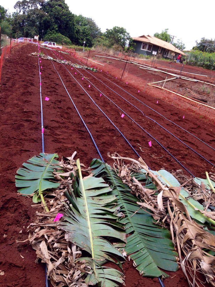 Selected Hawaiian Super Sweet Corn as our test crop Oxisol, Wahiawa Soil Block design: 3 replica;ons Row spacing: 30 inch row, 6 rows per variety.