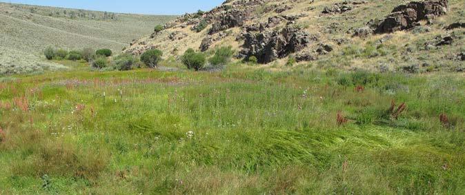 Because wetland plants indicate higher soil moisture and provide insect habitat and cover for sage-grouse chicks, the team measured wetland plant cover as an indicator