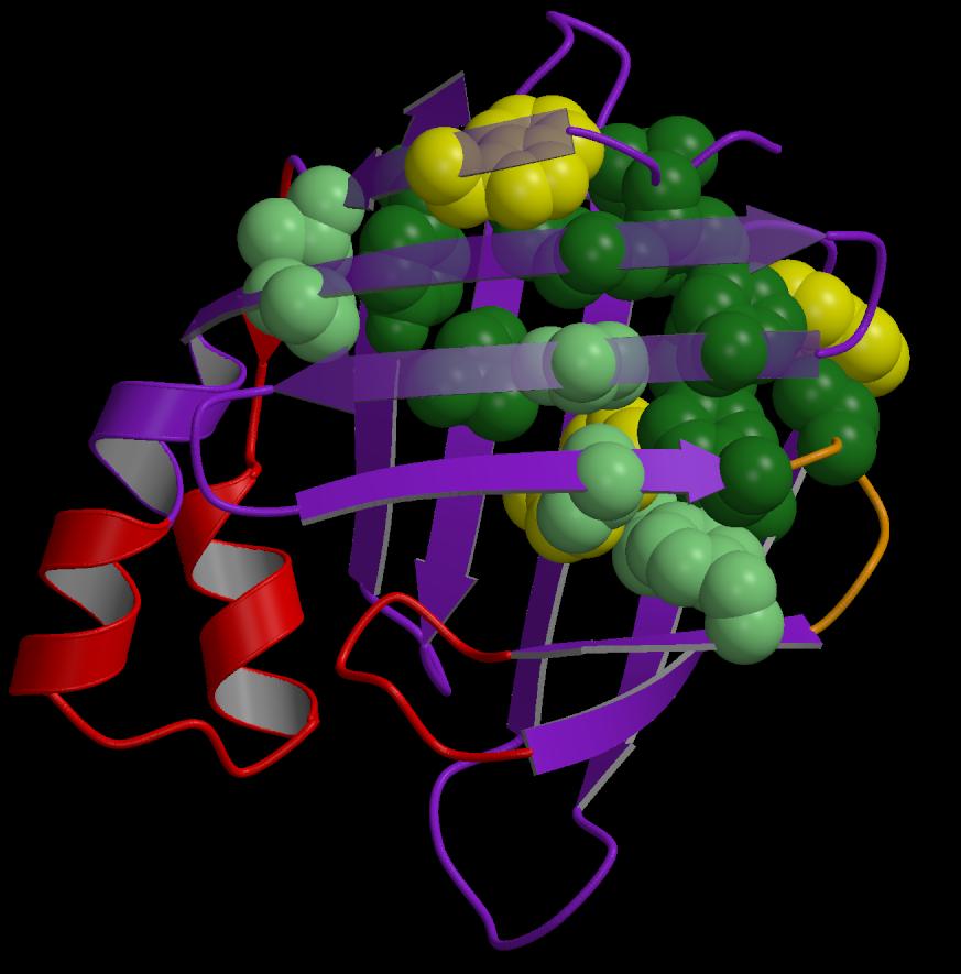 How proteins work: structure is related to function.