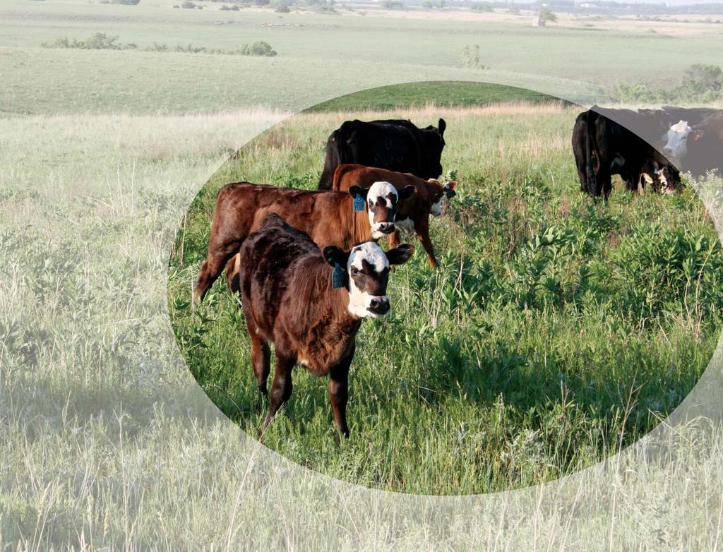Ask the Vet: Calf Scours by Dr. Robert Larson The greatest risk for sickness and death of cattle in a cow-calf operation occurs during the fi rst two to three weeks of life.