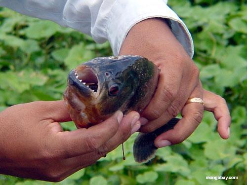 Piranha Aquaculture Dialogue Principle : Protect