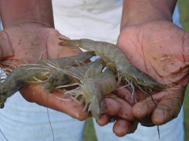 WWF and Aquaculture Focus on aquaculture began with shrimp We looked at impacts and realized they could be reduced Evolved into