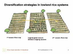 Integrating legumes in lowland rice systems As mentioned earlier, growing rice continuously season after season depletes soil organic matter and nutrients.