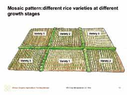 mosaic pattern on rice fields > > Mosaic planting can be achieved by growing different rice varieties of varying growth patterns and resistance to pests and diseases on the same land at the same time