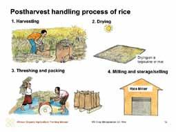 postharvest handling > > Storage - Rice quality can be affected by temperature and air moisture. Different processed rice (wholegrain or white) require different storage conditions.