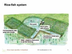 Illustration of the rice-fish system rice monoculture. In principle, as long as there is enough water in a rice field, it can serve as a fish culturing system.