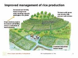 BETTER management PRACTICES The objective of this chapter is to introduce organic approaches to rice production which can be adapted to the prevailing local conditions to help enhance sustainable