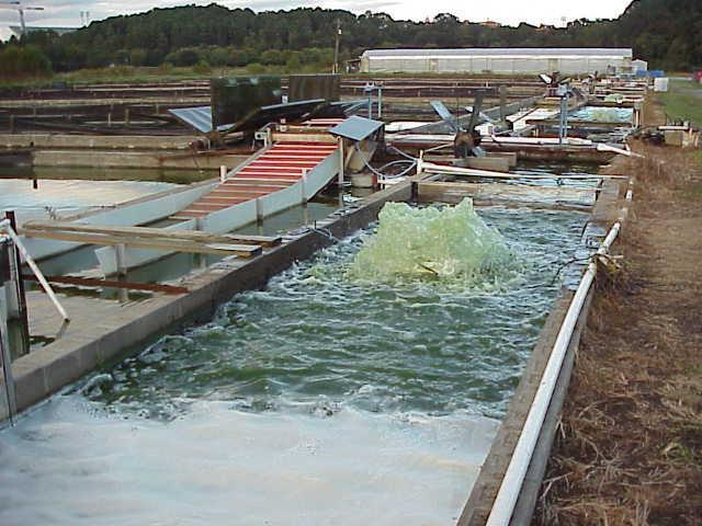 tilapia-driven algal