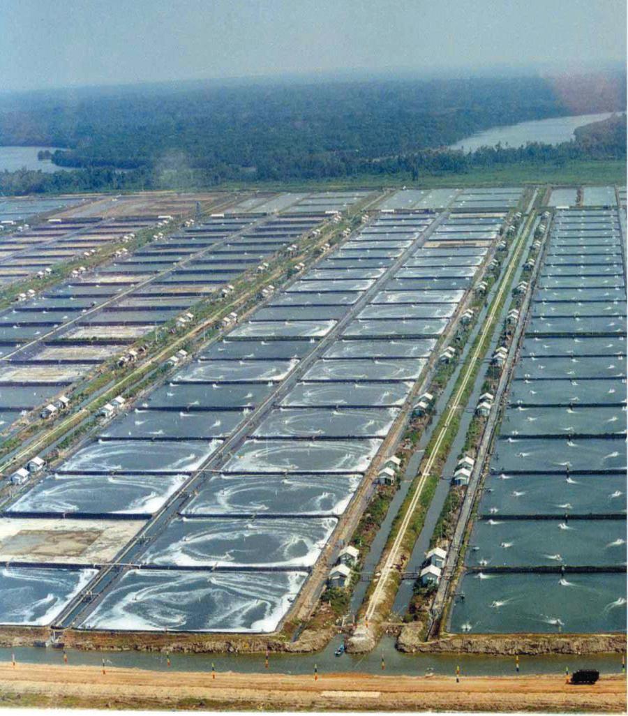 Worldwide Industrialization of Shrimp Farming 43 billon tons of wastewater from shrimp farms enter China s coastal waters compared to 4 billion tons of industrial wastewater, increasing