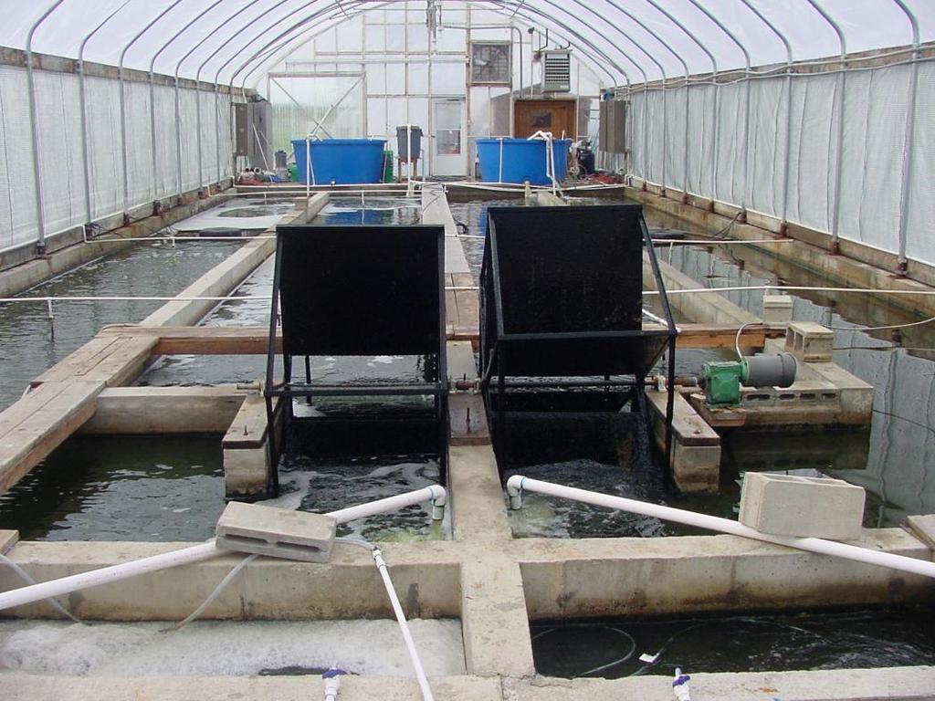 green-water aquaculture production with