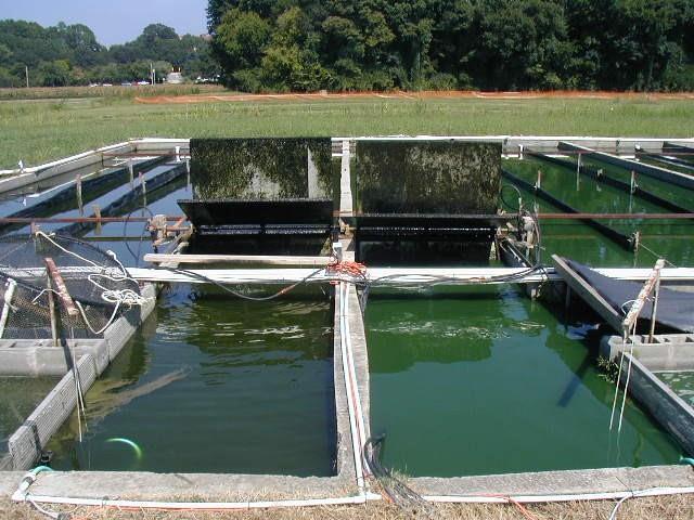 Open-Pond Algal Genera Control