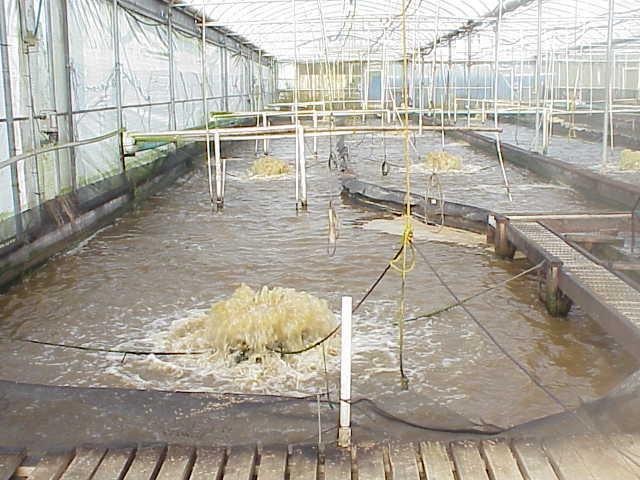 algal; weather sensitive