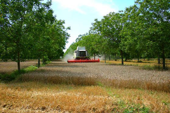 Poitou-Charente (France) 160 Ha farm: Agroforestry: 62 Ha wheat & walnut/wild cherry, 7090 trees Ha-1