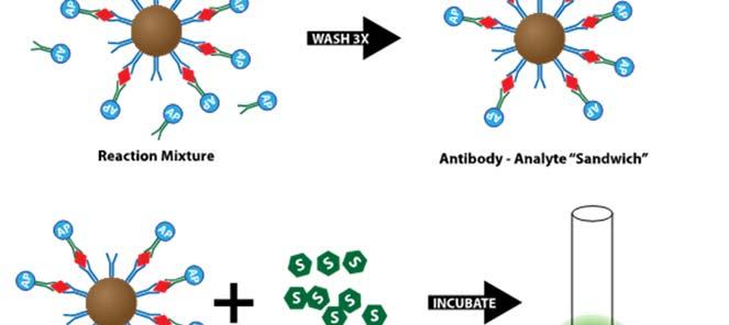Assay Technology (continued) Sandwich Assay Coated paramagnetic particles bind to an analyte to be measured in a sample. A second reagent (called conjugate) also binds to the analyte.