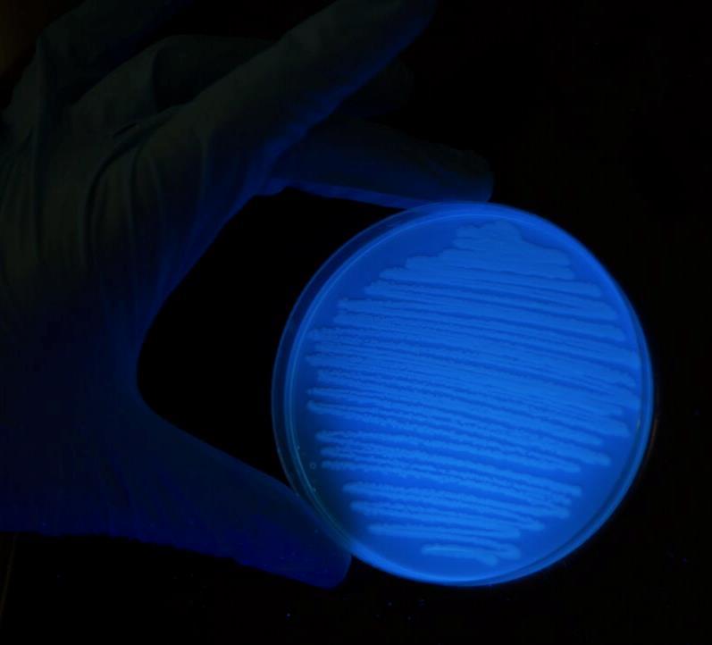 that diffuses into the agar. When under a long wave UV lamp, you can observe the fluorescence of a positive confirmative EC+MUG plate (Figure 3b). Figure 3.